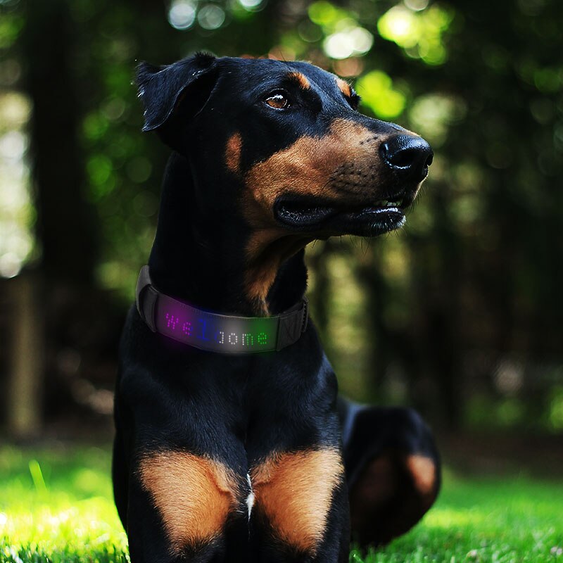 BrightPup™  - Led Display Collar